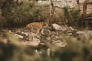 Animal day