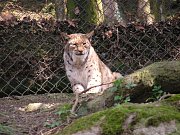MAY DAY V ZOO