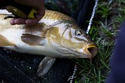 Autumn fishing on Pískovna