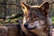 Rückkehr der großen Bestien