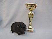 1. jihočeská Cavy show