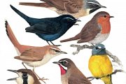 Nature illustrated by Pavel Procházka