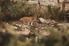 Tag der Tiere