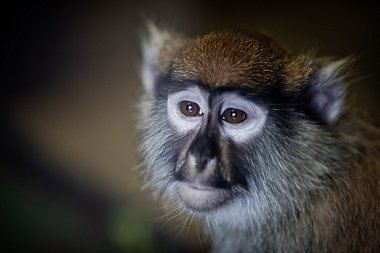 Jihočeská zoologická zahrada Hluboká nad Vltavou