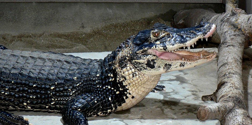 Crocodile Zoo Protivín