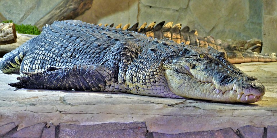 Crocodile Zoo Protivín