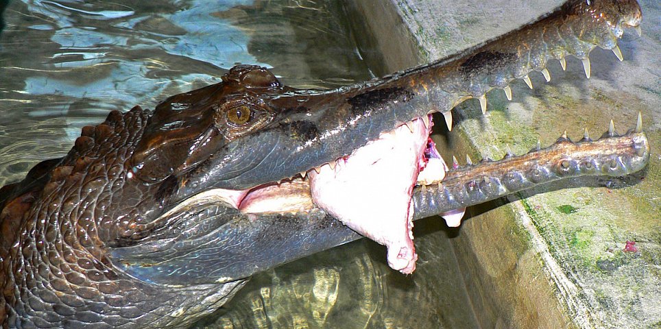 Crocodile Zoo Protivín