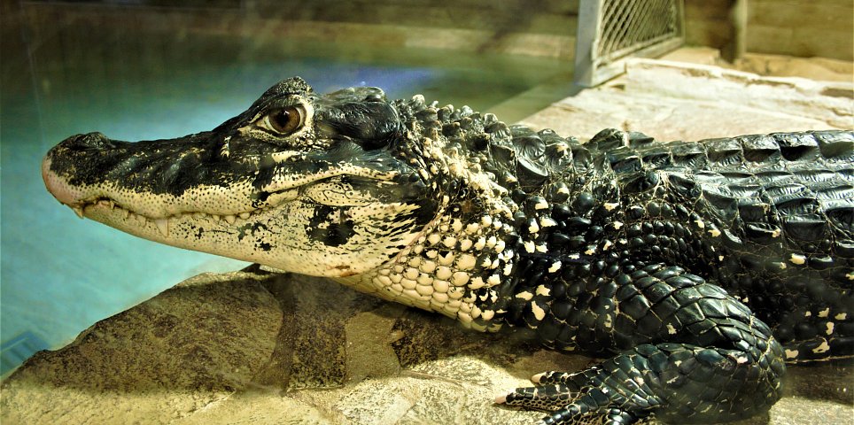 Crocodile Zoo Protivín