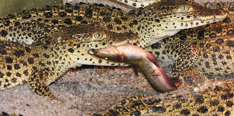 Crocodile Zoo Protivín
