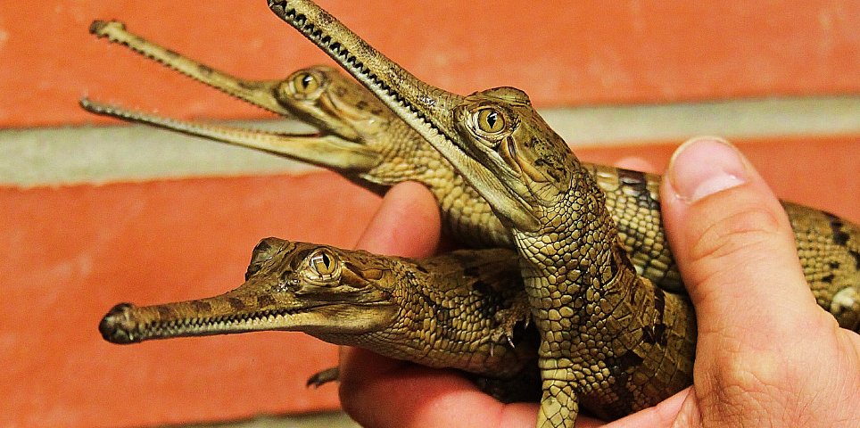 Crocodile Zoo Protivín