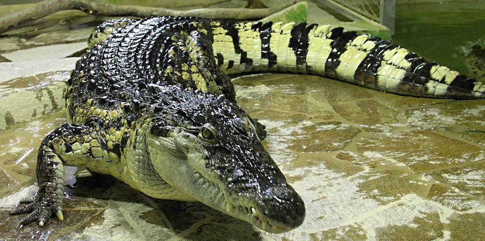 Crocodile Zoo Protivín