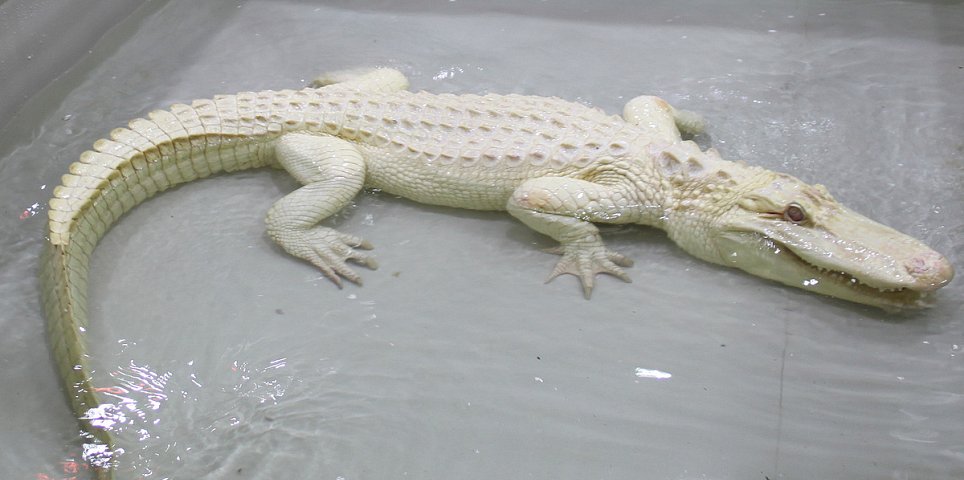 Crocodile Zoo Protivín