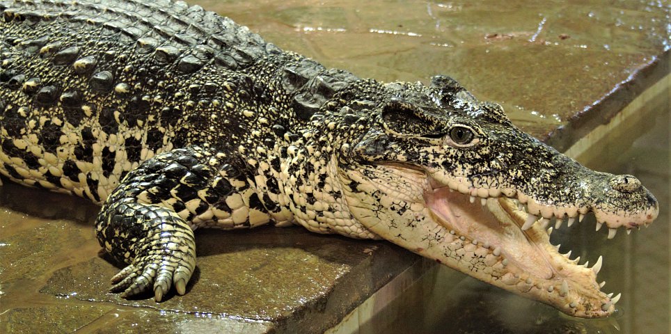 Crocodile Zoo Protivín