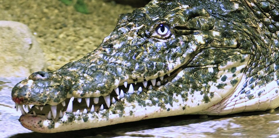 Crocodile Zoo Protivín